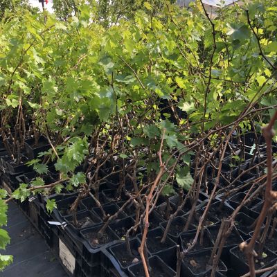 Виноград София Виноград София фото