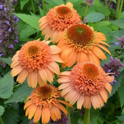 Эхинацея Суприм Канталупе Эхинацея Суприм Канталупе фото