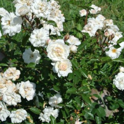 Роза Космос в горшке Роза Космос в горшке - Dolina-Sad.Ru