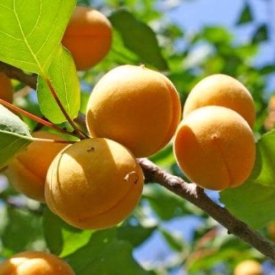 Абрикос Царский Абрикос Царский фото