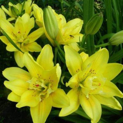 Лилия Томос Лилия Томос - Dolina-Sad.Ru