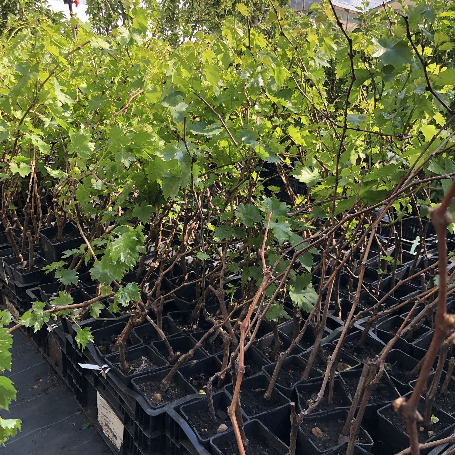 Виноград Экспресс ранний Виноград Экспресс ранний фото