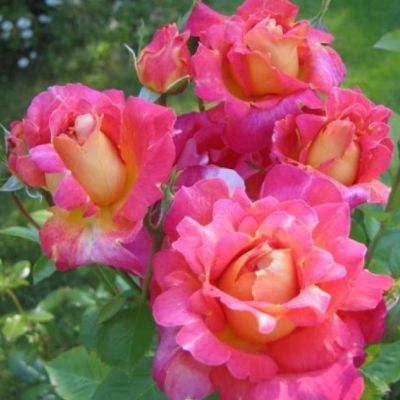 Роза Декор Арлекин Роза Декор Арлекин - Dolina-Sad.Ru