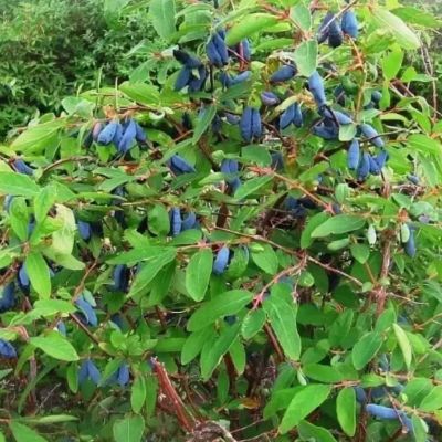 Жимолость Рич Жимолость Рич - Dolina-Sad.Ru