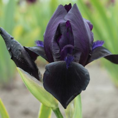 Ирис Блэк Вотч Ирис Блэк Вотч - Dolina-Sad.Ru