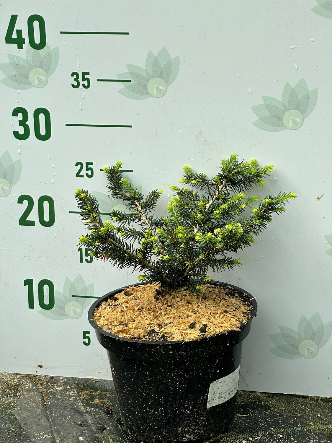 Ель сербская Карел, С2 - Dolina-Sad.Ru