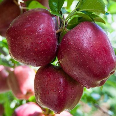Яблоня Ред Делишс Яблоня Ред Делишс - Dolina-Sad.Ru