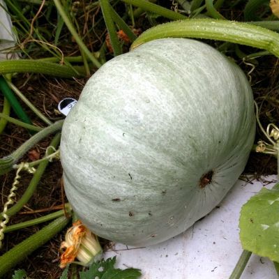 Тыква Грибовская зимняя фото