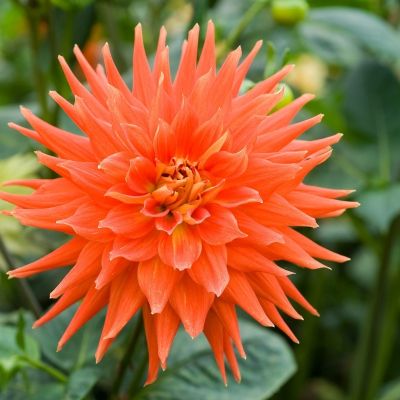 Георгина Вулкан - Dolina-Sad.Ru