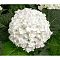 Гортензия крупнолистная Айс Бой, С2 Гортензия крупнолистная Айс Бой, С2 - Dolina-Sad.Ru
