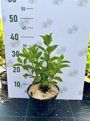 Гортензия метельчатая Милк энд Хани, С2 Гортензия метельчатая Милк энд Хани, С2 - Dolina-Sad.Ru