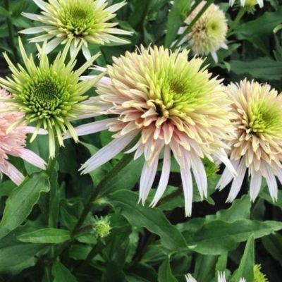 Эхинацея Черри Флафф Эхинацея Черри Флафф фото