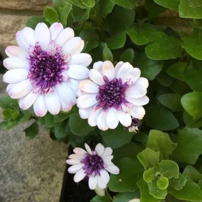 Остеоспермум 3Д Блюберри Шейк - Dolina-Sad.Ru