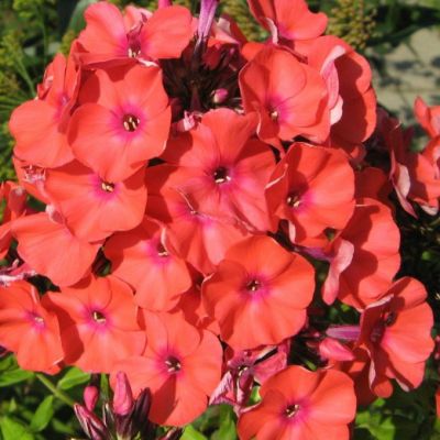 Флокс метельчатый Юник Оранж - Dolina-Sad.Ru