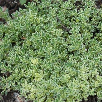 Тимьян ранний Хайленд Крим , x Тимьян ранний Хайленд Крим , x фото