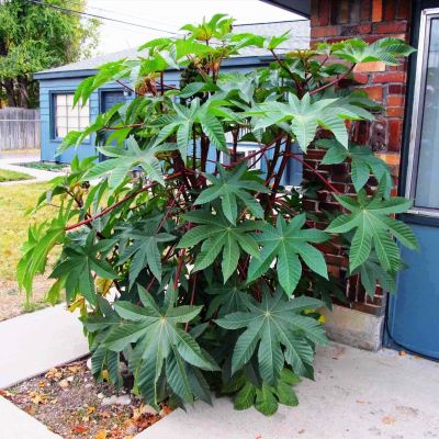 Клещевина Занзибар Грин Клещевина Занзибар Грин фото