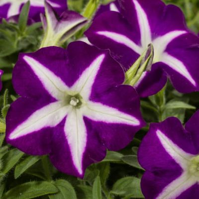 Петуния ампельная Лавина синяя звезда F1 Петуния ампельная Лавина синяя звезда F1 фото