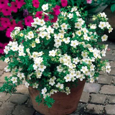 Лапчатка кустарниковая Сноуберд Лапчатка кустарниковая Сноуберд - Dolina-Sad.Ru