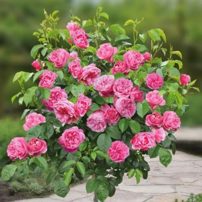 Роза штамбовая Леонардо Роза штамбовая Леонардо - Dolina-Sad.Ru