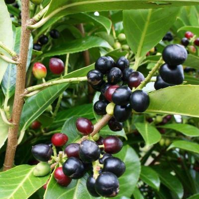 Лавровишня Черри Бренди Лавровишня Черри Бренди - Dolina-Sad.Ru