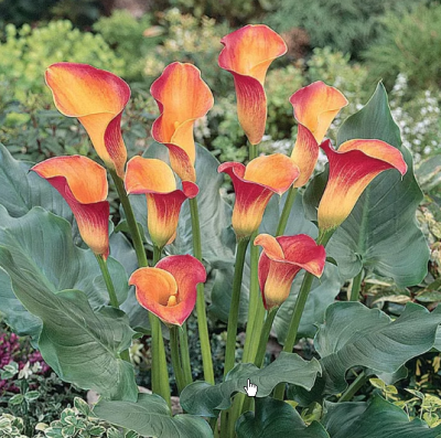 Калла МАНГО за 1 копейку! фото