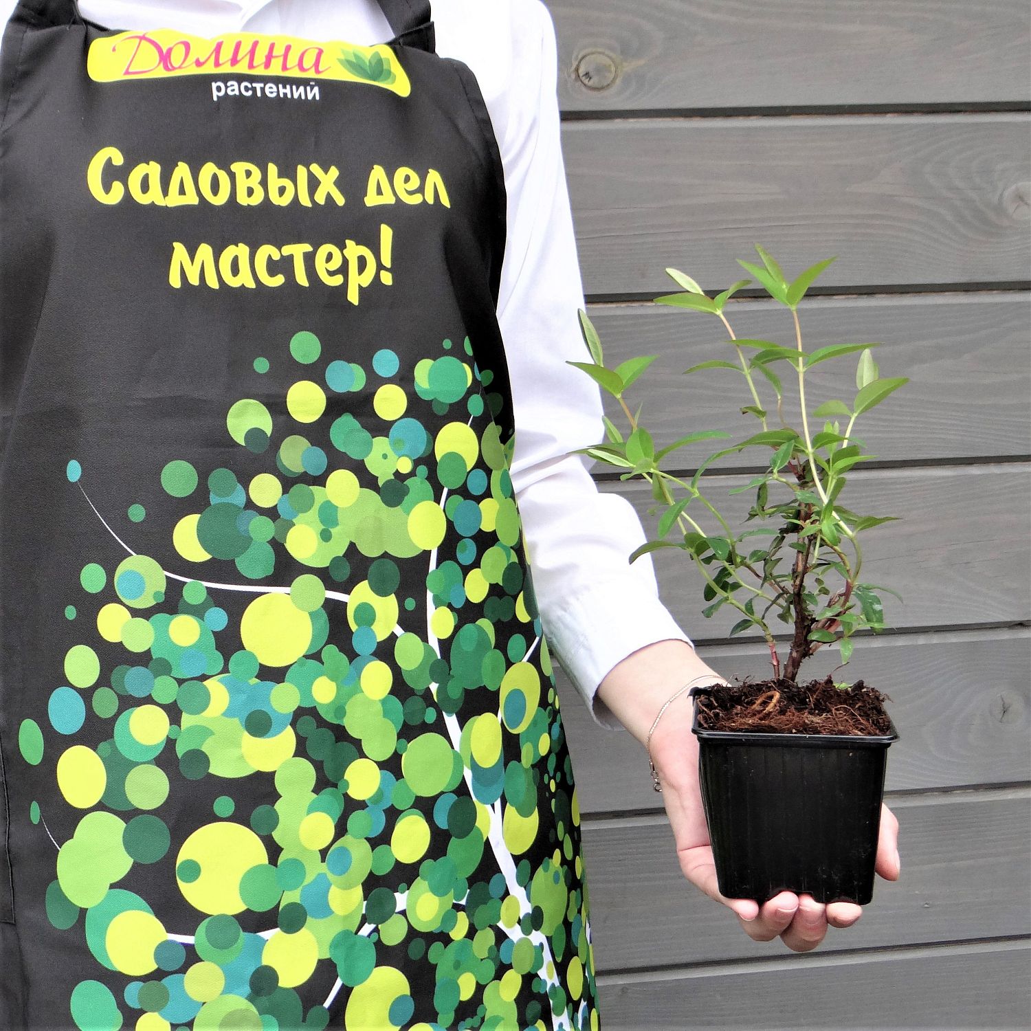 Зверобой раскидистый Хидкот Зверобой раскидистый Хидкот фото