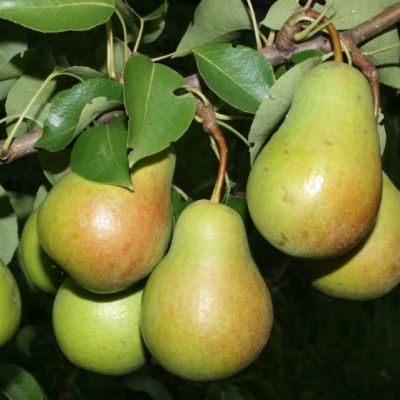 Груша Глубокская/Осенняя фото