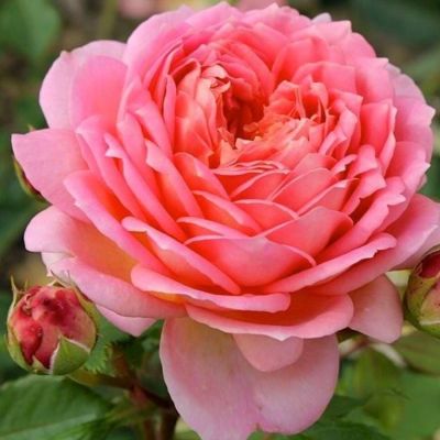 Роза Джубили Селебрейшн - Dolina-Sad.Ru