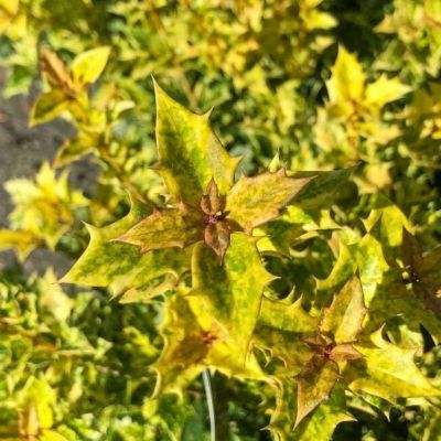 Османтус разнолистный Гошики - Dolina-Sad.Ru