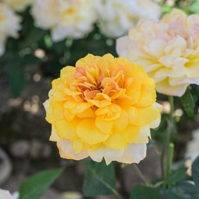 Роза Голд Топаз - Dolina-Sad.Ru