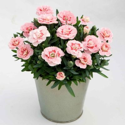 Гвоздика Оскар Пинк Стар - Dolina-Sad.Ru