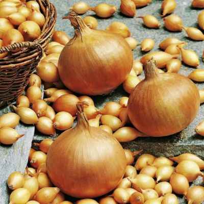 Лук-севок Сеттон F1 фото