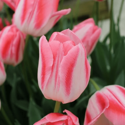 Тюльпан Микки Чик Тюльпан Микки Чик фото