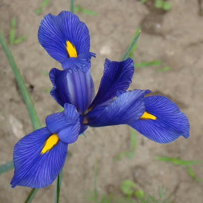 Ирис голландский Блю Ирис голландский Блю - Dolina-Sad.Ru