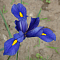 Ирис голландский Блю Ирис голландский Блю - Dolina-Sad.Ru