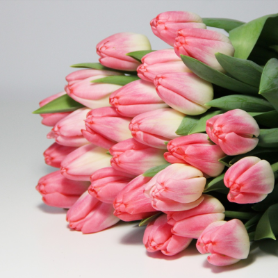 Тюльпан Супермодель Тюльпан Супермодель - Dolina-Sad.Ru