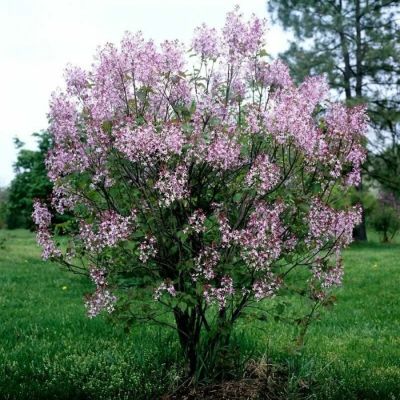 Сирень венгерская, С3 Сирень венгерская, С3 - Dolina-Sad.Ru