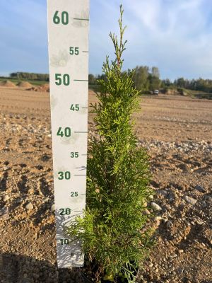 Туя Западная Смарагд, С2 (55-75 см) Туя Западная Смарагд, С2 (55-75 см) - Dolina-Sad.Ru