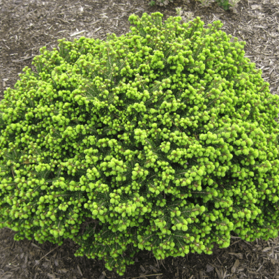 Ель Литл Джем фото