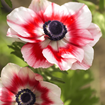 Анемона Биколор Анемона Биколор фото