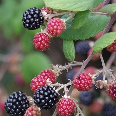 Ежевика Небеса могут подождать Ежевика Небеса могут подождать - Dolina-Sad.Ru