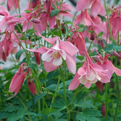 Аквилегия гибридная Бидермейер Аквилегия гибридная Бидермейер - Dolina-Sad.Ru