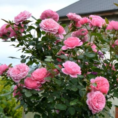 Роза Ева Роза Ева - Dolina-Sad.Ru