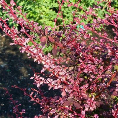 Барбарис Тунберга Пинк Этрекш, С2 Барбарис Тунберга Пинк Этрекш, С2 - Dolina-Sad.Ru