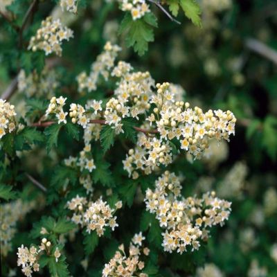 Стефанандра Криспа, С3 - Dolina-Sad.Ru