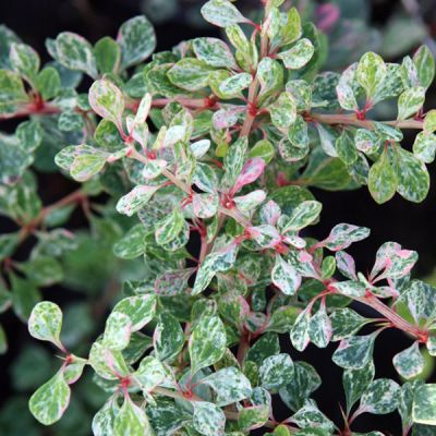 Барбарис тунберга Вайт Барбарис тунберга Вайт - Dolina-Sad.Ru