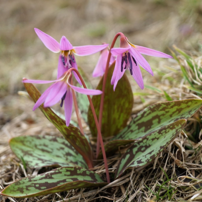 Эритрониум Денс Канис Эритрониум Денс Канис - Dolina-Sad.Ru