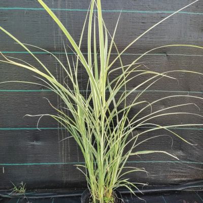 Мискантус китайский Риголетто - Dolina-Sad.Ru
