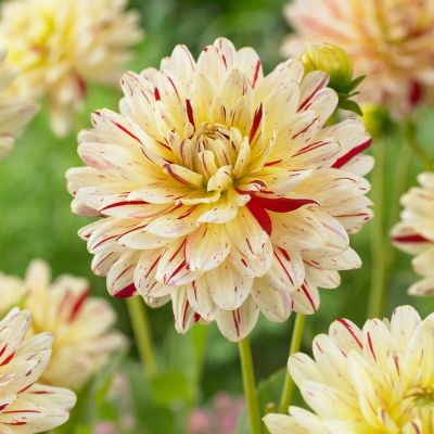 Георгина Крем Сайленс - Dolina-Sad.Ru