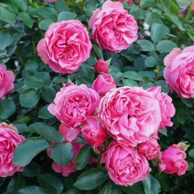 Роза штамбовая Леонардо Роза штамбовая Леонардо - Dolina-Sad.Ru